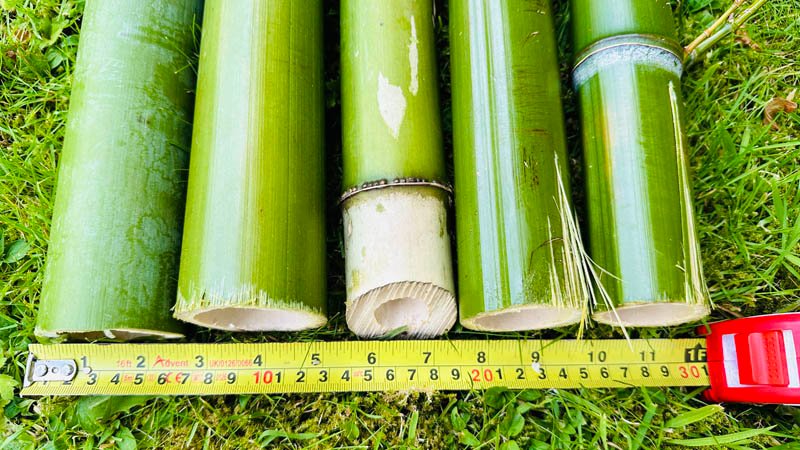 Bamboo Removal Cornwall